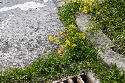 Akkerkers (Rorippa sylvestris)