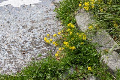 Akkerkers (Rorippa sylvestris)