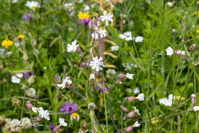 Avondkoekoeksbloem (Silene latifolia subsp. alba)