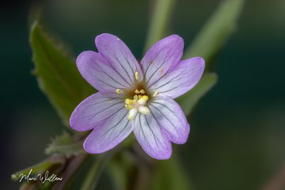 Bergbasterdwedrik - Epilobium montanum L.