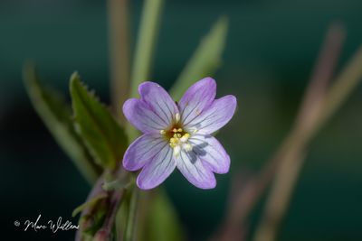 Bergbasterdwedrik - Epilobium montanum L.