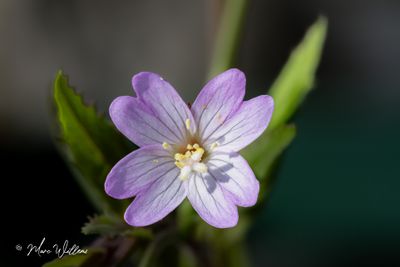 Bergbasterdwedrik - Epilobium montanum L.