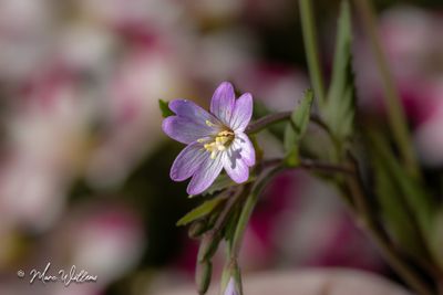 Bergbasterdwedrik - Epilobium montanum L.