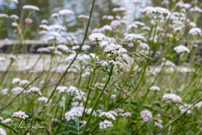 Echte valeriaan (Valeriana officinalis)