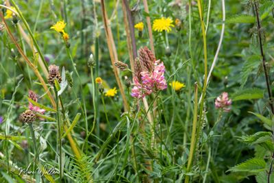 Esparcette (Onobrychis viciifolia)
