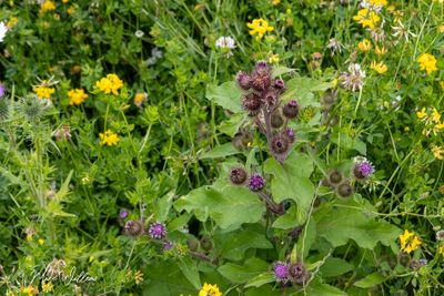 Gewone klit (Arctium minus)