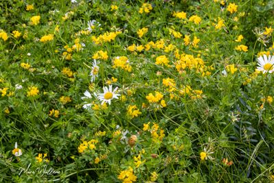 Gewone rolklaver (Lotus corniculatus var. corniculatus)