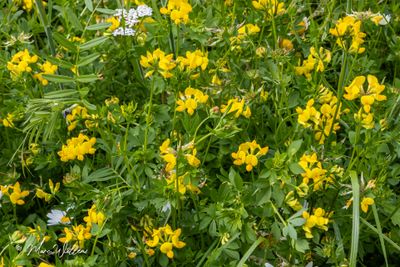 Gewone rolklaver (Lotus corniculatus var. corniculatus)