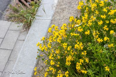 Gewone rolklaver (Lotus corniculatus var. corniculatus)