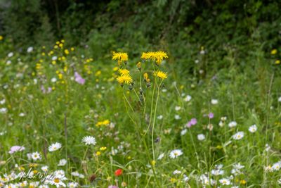 Groot streepzaad (Crepis biennis)