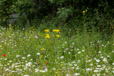 Groot streepzaad (Crepis biennis)