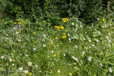 Groot streepzaad (Crepis biennis)