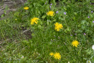 Groot streepzaad (Crepis biennis)
