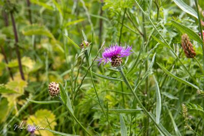 Knoopkruid (Centaurea jacea)