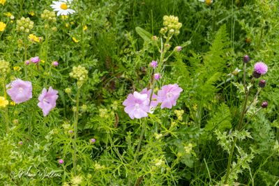 Muskuskaasjeskruid of muskusmalve (Malva moschata)