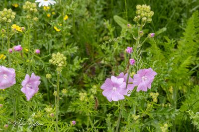 Muskuskaasjeskruid of muskusmalve (Malva moschata)