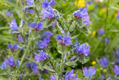 Slangenkruid (Echium vulgare)