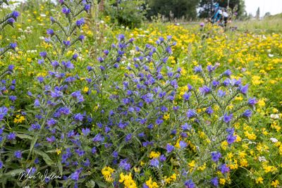 Slangenkruid (Echium vulgare)