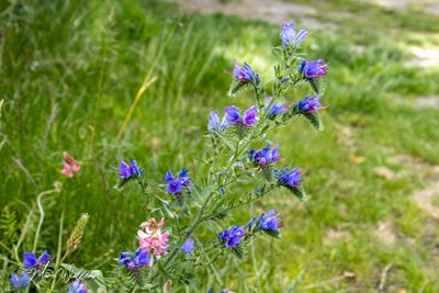 Slangenkruid (Echium vulgare)