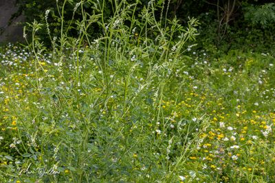 Witte honingklaver (Melilotus albus)