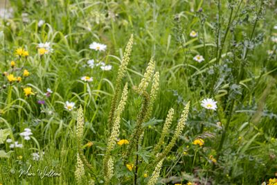 Wouw (Reseda luteola)