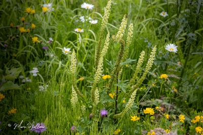 Wouw (Reseda luteola)