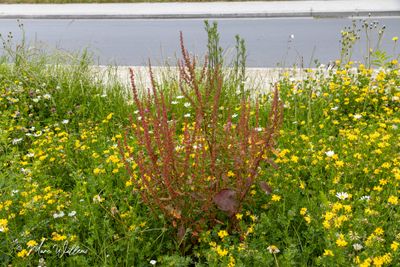 Zuring (Rumex)