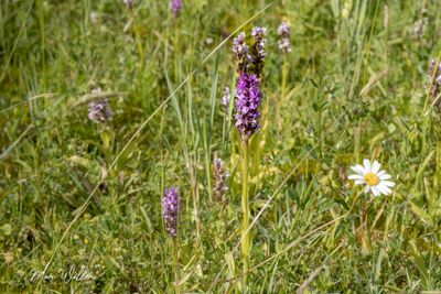 Rietorchis (Dactylorhiza praetermissa)