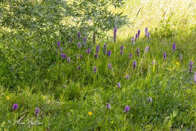 Rietorchis (Dactylorhiza praetermissa)