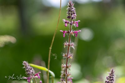 Bosandoorn (Stachys sylvatica)
