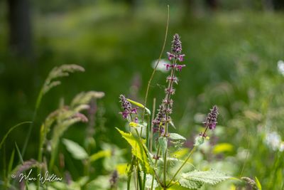 Bosandoorn (Stachys sylvatica)