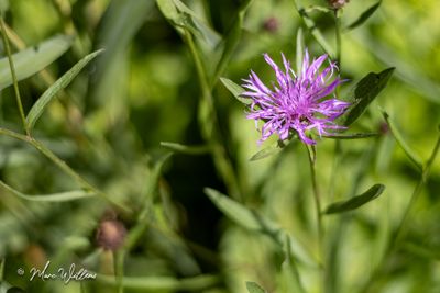 Knoopkruid (Centaurea jacea)