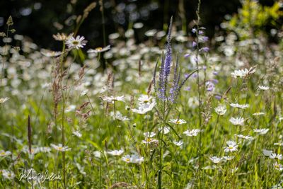 Langbladige ereprijs (Veronica longifolia)