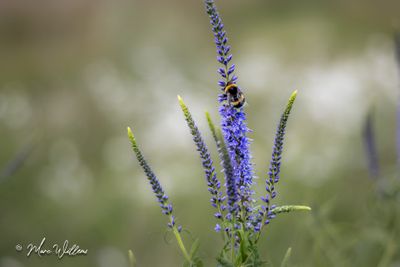Langbladige ereprijs (Veronica longifolia)