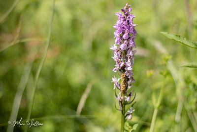 Rietorchis (Dactylorhiza praetermissa)