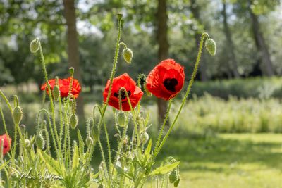 Grote of gewone klaproos (Papaver rhoeas)