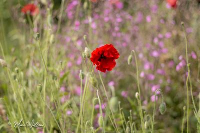 Grote of gewone klaproos (Papaver rhoeas)