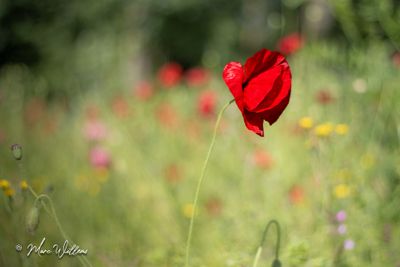 Grote of gewone klaproos (Papaver rhoeas)