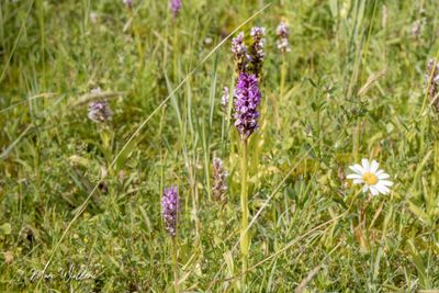 Rietorchis (Dactylorhiza praetermissa)