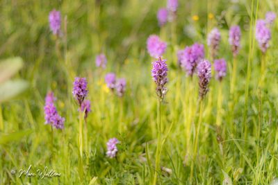 Rietorchis (Dactylorhiza praetermissa)