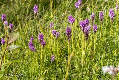 Rietorchis (Dactylorhiza praetermissa)