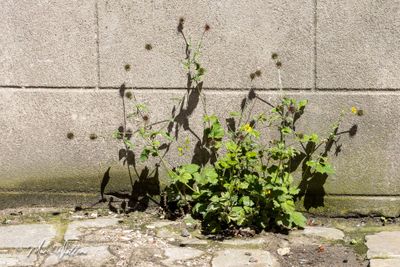 Geel nagelkruid (Geum urbanum)