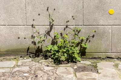 Geel nagelkruid (Geum urbanum)