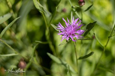 Knoopkruid (Centaurea jacea)