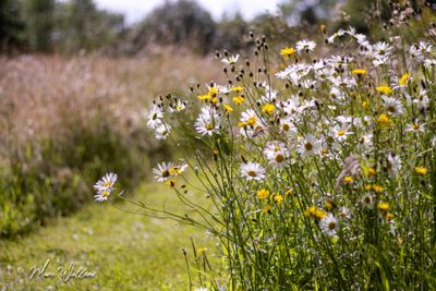 Gewone margriet (Leucanthemum vulgare)