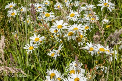 Gewone margriet (Leucanthemum vulgare)