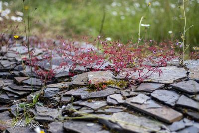 Robertskruid (Geranium robertianum)