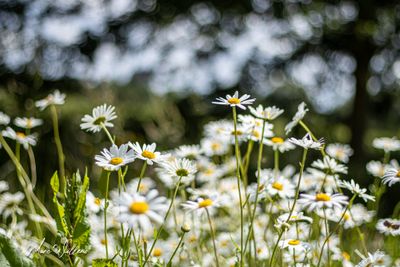 Gewone margriet (Leucanthemum vulgare)