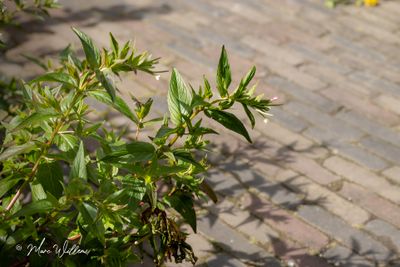 Kantige basterdwederik (Epilobium tetragonum)