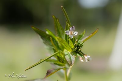 Kantige basterdwederik (Epilobium tetragonum)